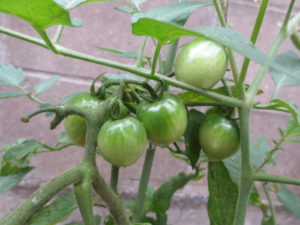 プランター野菜 植え付けから2ヶ月後の記録 きらっと